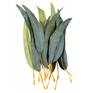 EC Gum Leaves